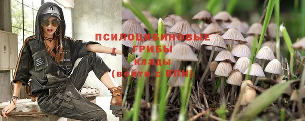 стаф Каменка